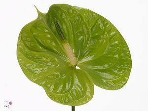 ANTHU MIDORI X20
